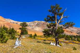 Limber pines below Mt. Bross-1687